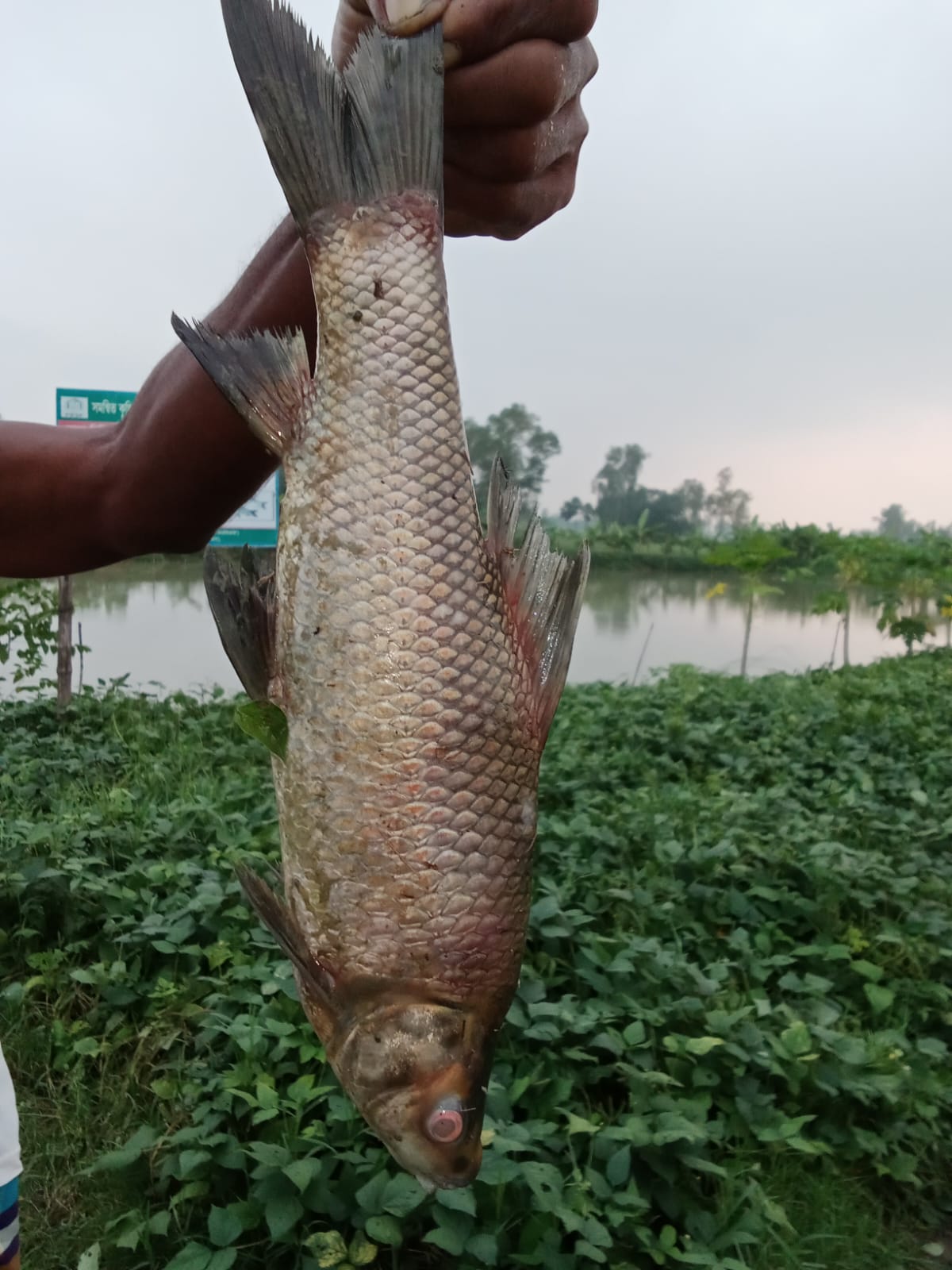 পুকুরে বেড়ে ওঠা সুস্থ মাছ